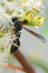 Australozethus tasmaniensis