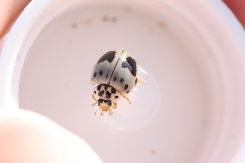 Ashy Gray Lady Beetle photographed in Arizona
