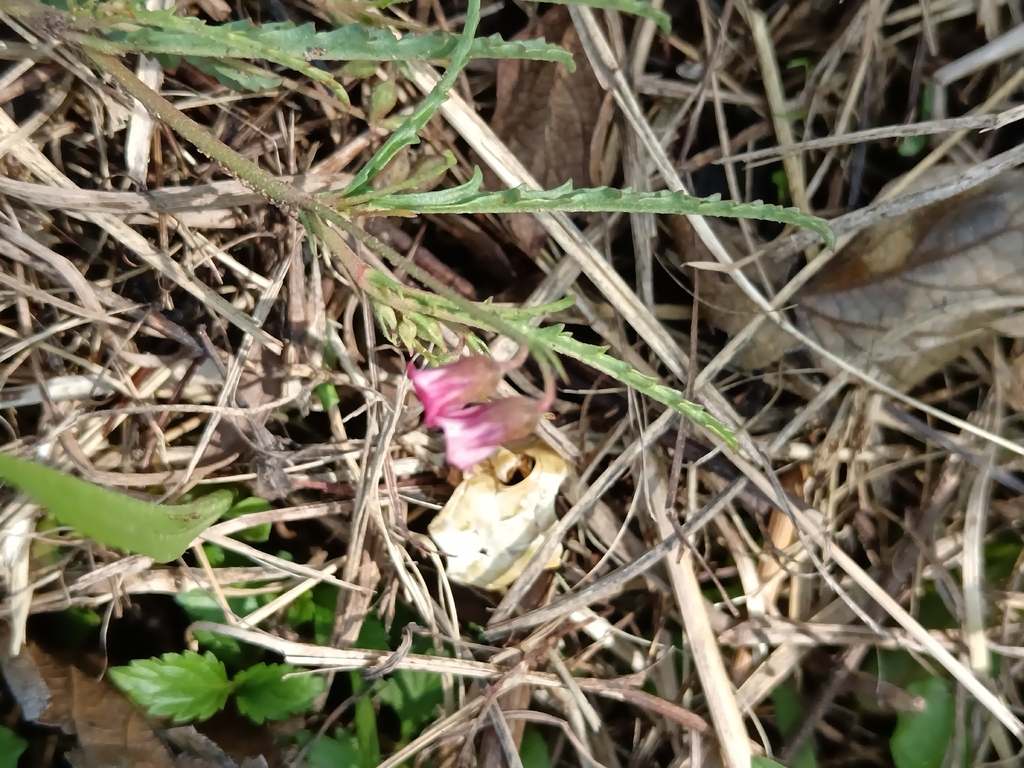 Hermannia coccocarpa; photograph (c) Hildegard Klein, some rights reserved (CC BY)