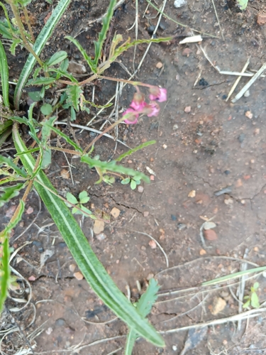 Hermannia coccocarpa, photograph 1