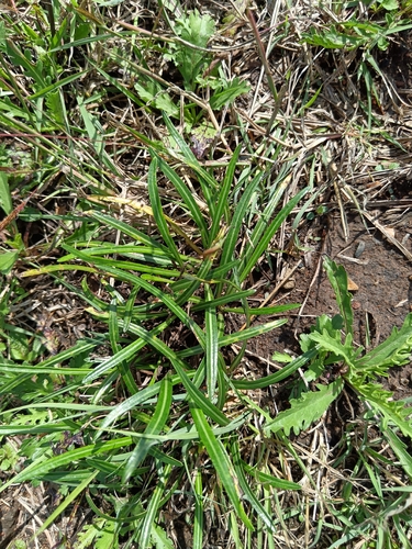 Hermannia coccocarpa, photograph 2