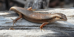 Trachylepis tandrefana