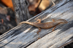 Trachylepis tandrefana