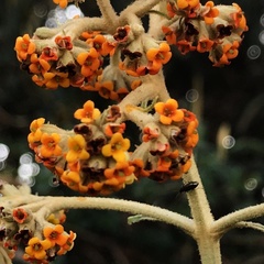 Buddleja incana