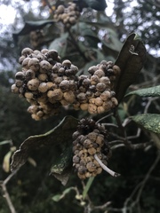 Buddleja incana