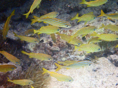 Haemulon flavolineatum