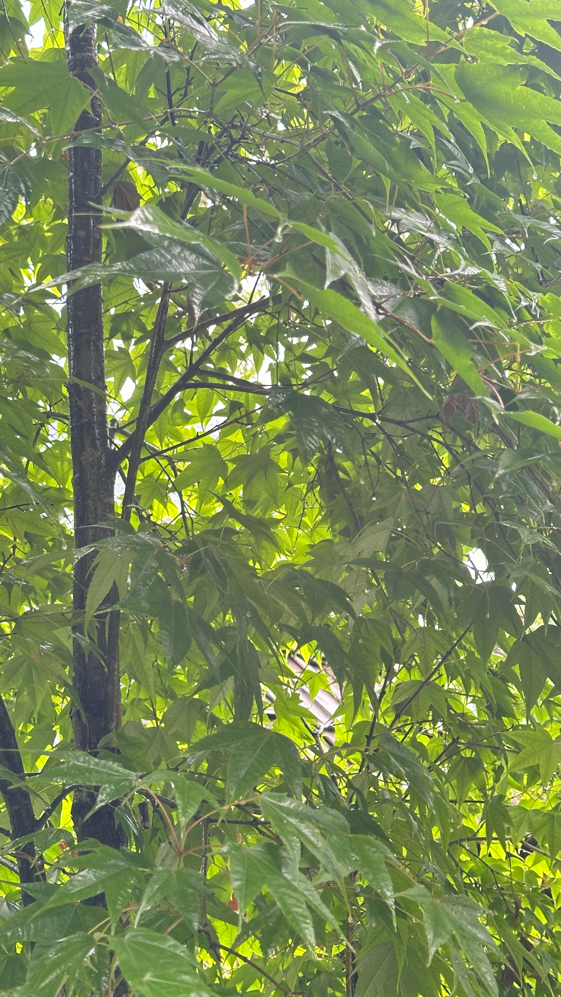 Acer campbellii (Acer campbellii)