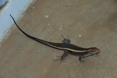 Zonosaurus laticaudatus