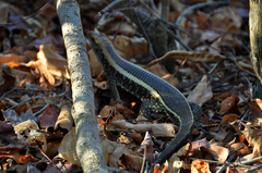 Zonosaurus laticaudatus