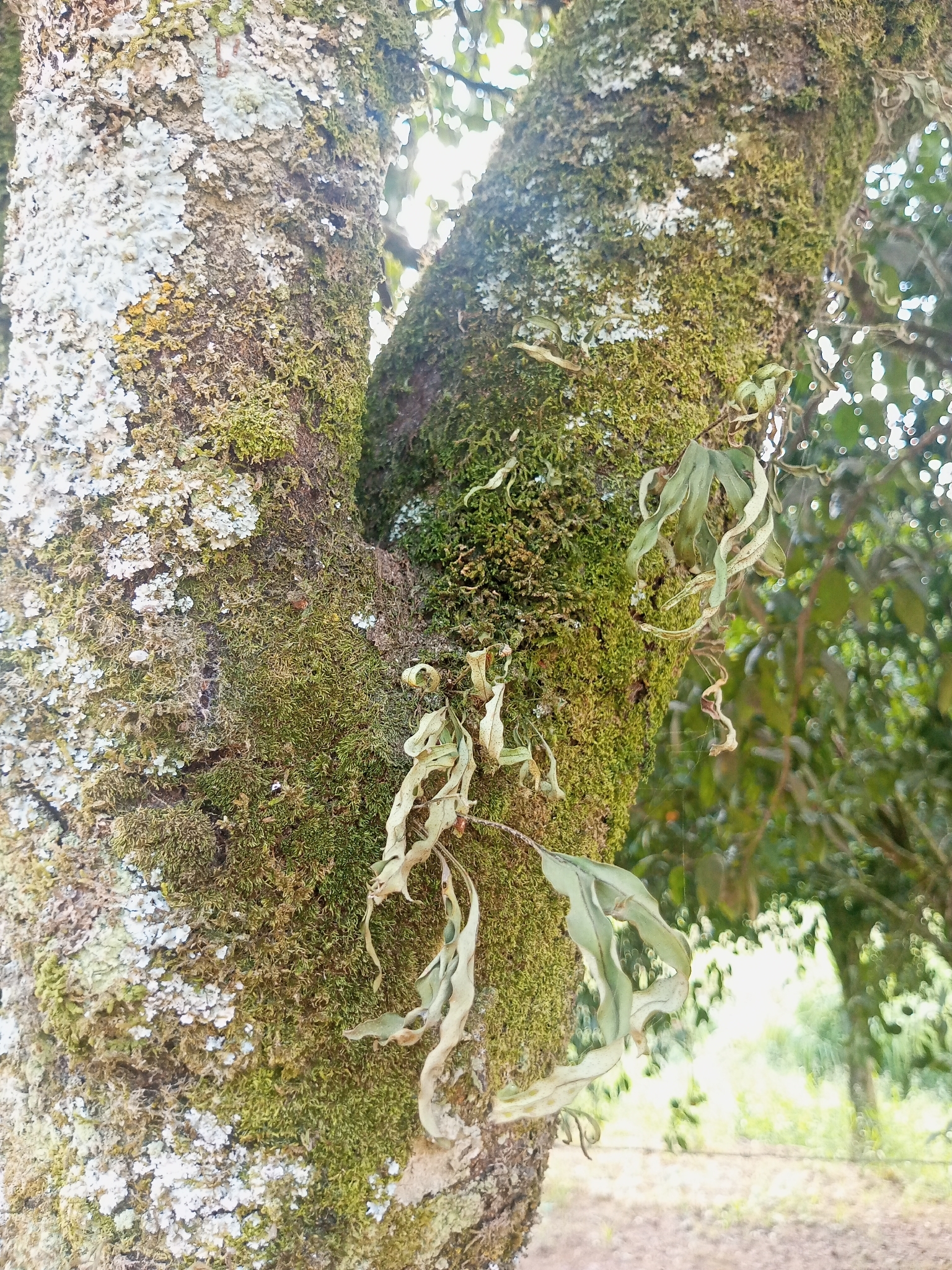 Pleopeltis pleopeltifolia