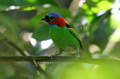 Tangara cyanocephala