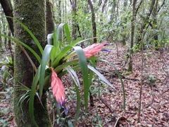 Tillandsia multicaulis