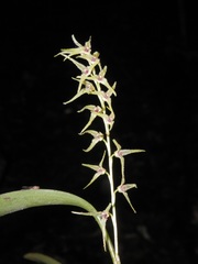 Stelis poasensis