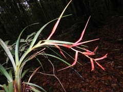 Tillandsia standleyi