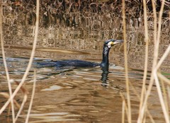 Phalacrocorax carbo