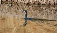 Phalacrocorax carbo