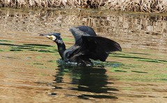 Phalacrocorax carbo