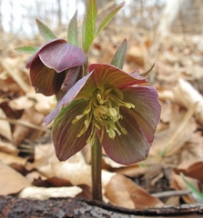 Helleborus atrorubens