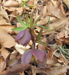 Helleborus atrorubens
