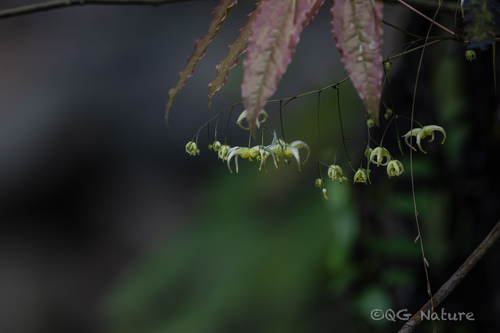 Epimedium acuminatum, photograph 1