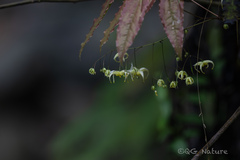 Wang.QG, CC BY, iNaturalist via GBIF Epimedium acuminatum, photograph Wang.QG, CC BY, iNaturalist via GBIF