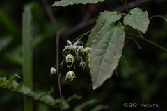 Epimedium acuminatum