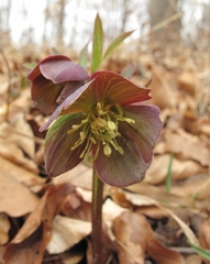 Helleborus atrorubens