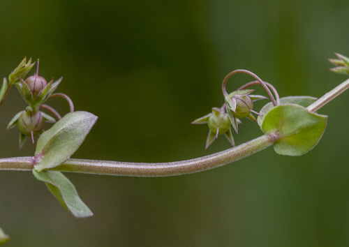 Lysimachia arvensis