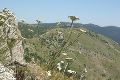 Seseli lehmannii