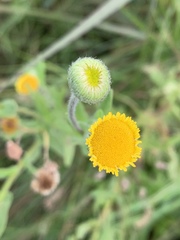 Pulicaria scabra