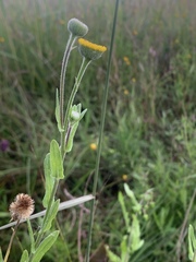Pulicaria scabra