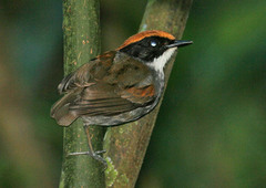 Conopophaga melanops