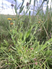 Pulicaria scabra