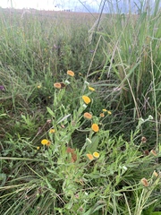 Pulicaria scabra
