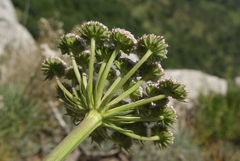 Seseli lehmannii