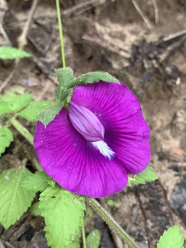 Centrosema brasilianum