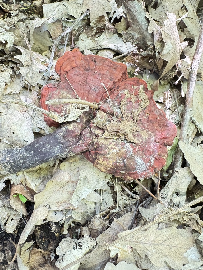 Ganoderma lucidum · April 2026 · photo: © ekaterina_kravtsova (iNaturalist, cc-by)