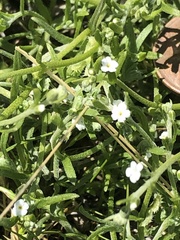 Pectocarya recurvata