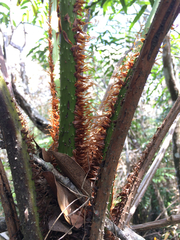 Cyathea corcovadensis