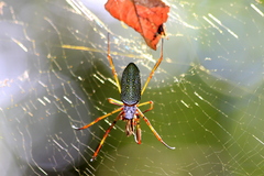 Trichonephila clavipes