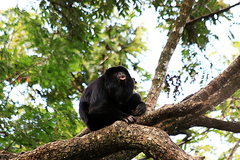 Alouatta caraya