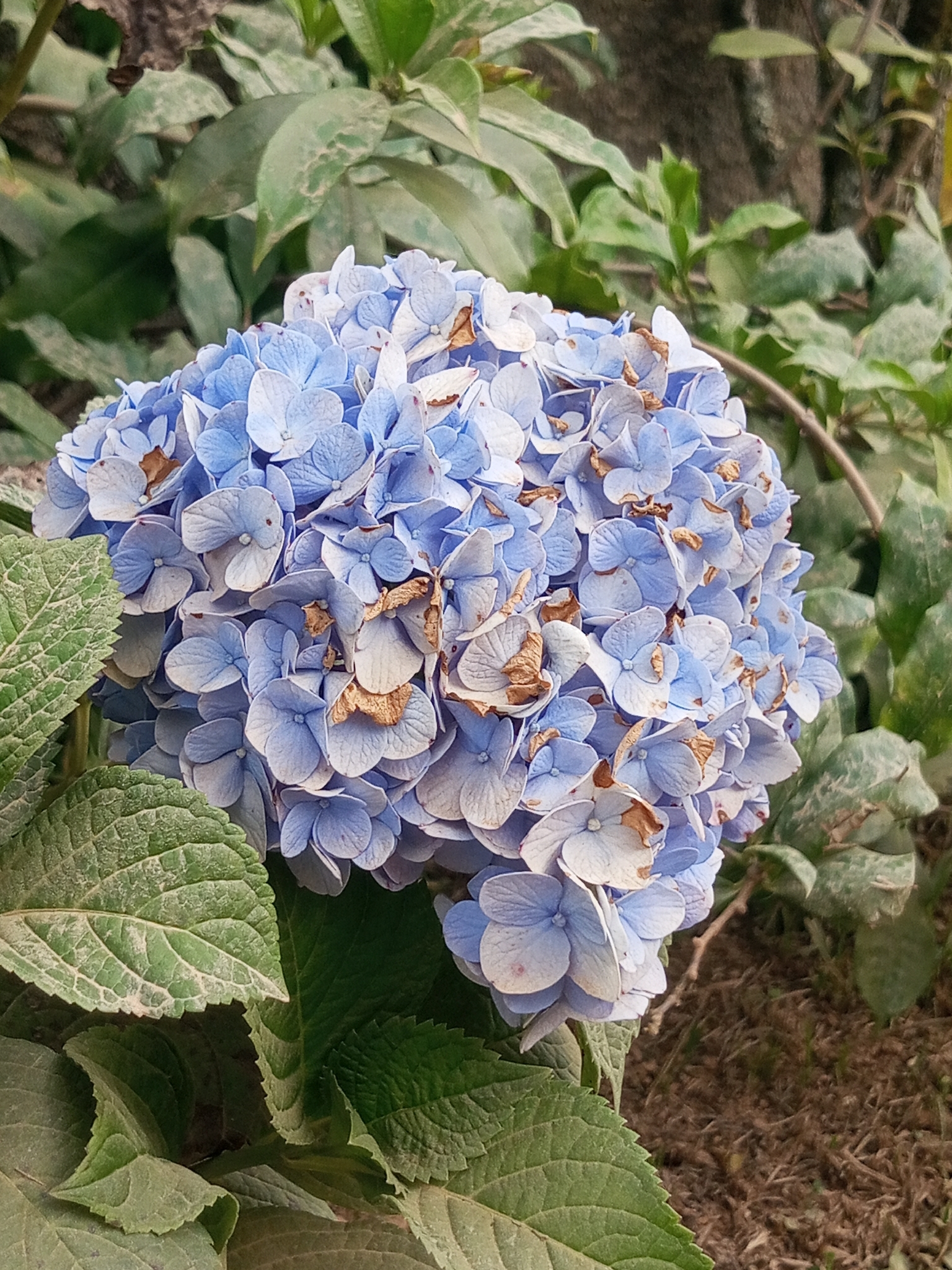 Hydrangea macrophylla