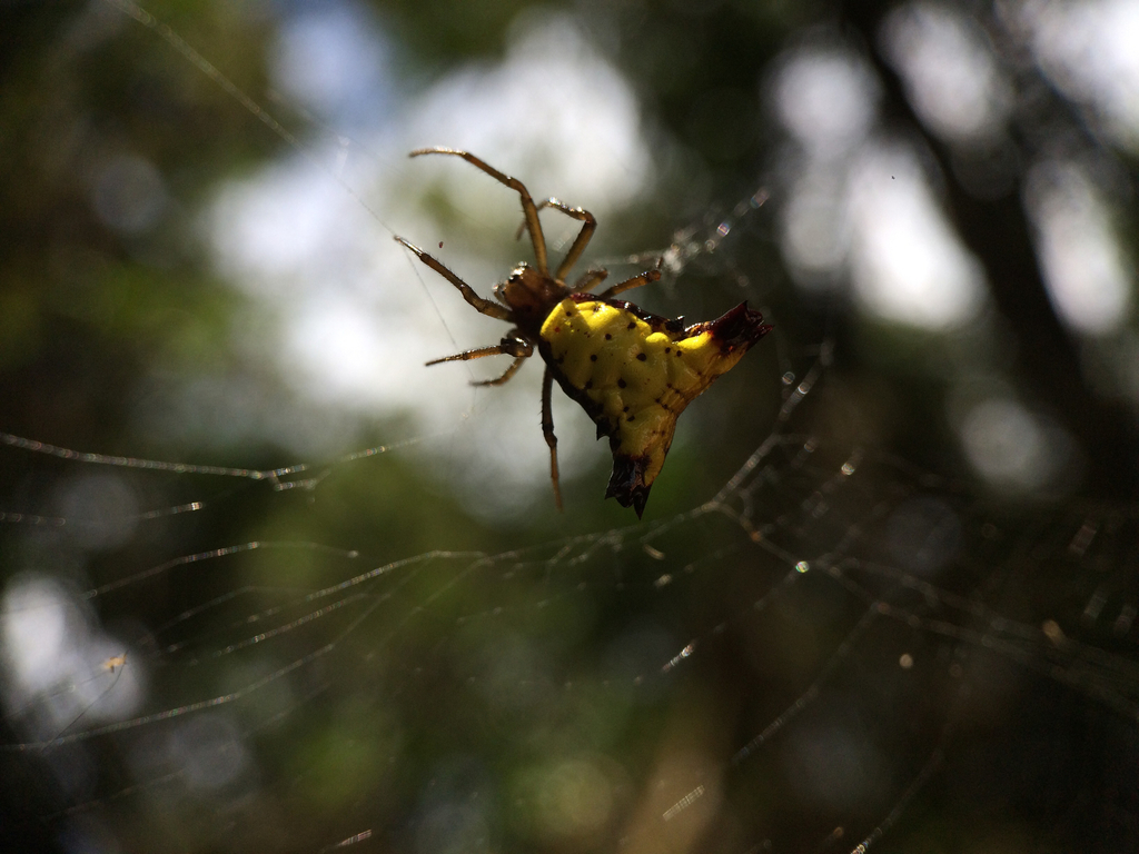 Micrathena digitata