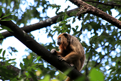 Alouatta caraya
