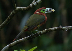 Selenidera maculirostris