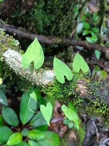 Dioscorea sagittata (Dioscorea sagittata)