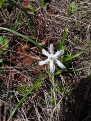 Androstephium coeruleum