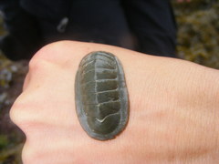 Tripoplax regularis
