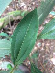 Miconia melastomoides