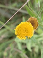 Pulicaria scabra